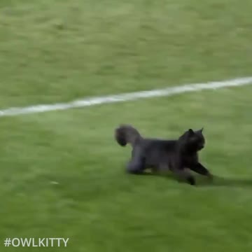 Black cat runs on field AND SCORES A GOAL