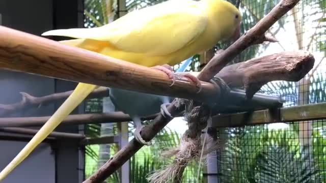 parrots eating leaf