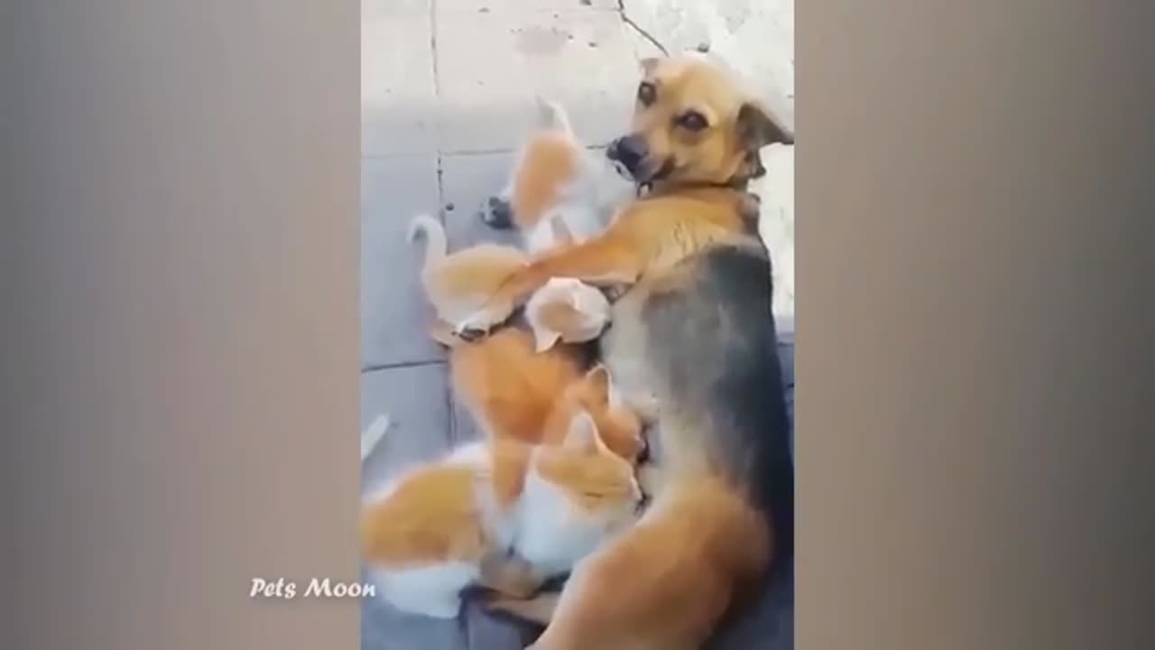 Funny Cat And Dog Videos