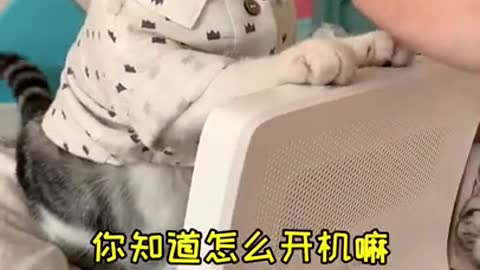 #short #cutecats #funniestcats Lovely Baby Cat, Funny cats 😹 Cute and Funny Animals Compilation