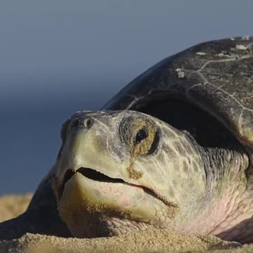 Sea turtle mother laying its eggs 🐢