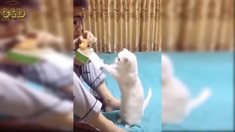 engraçados de cães e gatos muito fofos