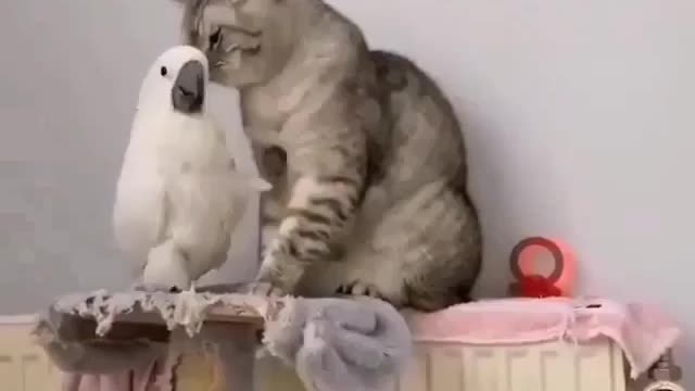 Beautiful Kakatiya birds and cat funny video
