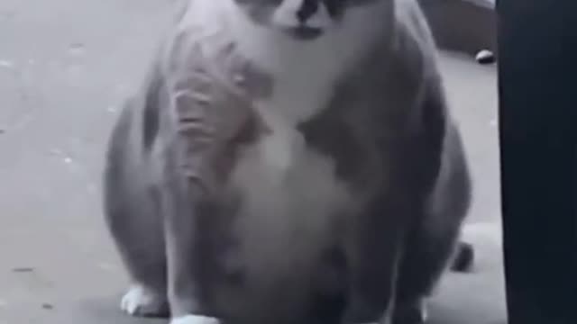 Fat cat doing a very funny dance