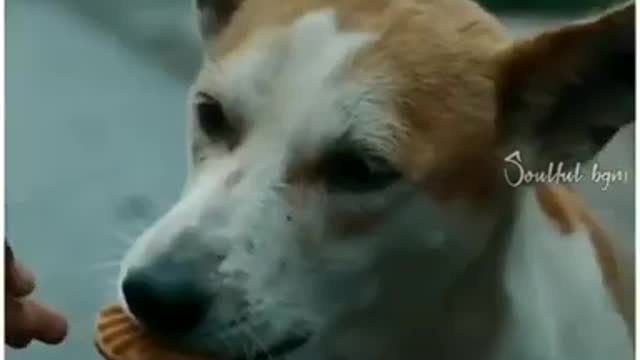 Respect Street dogs whatsapp status video