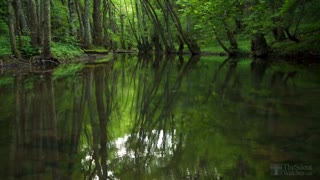 Forest Birdsong - Relaxing Nature Sounds - Birds Chirping