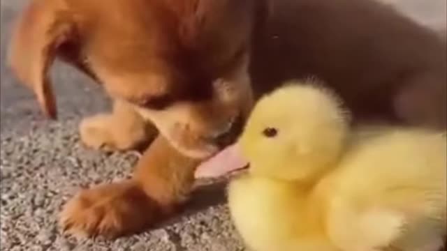 Cute moments of Puppy playing with his duck friend