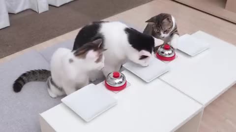 Cats and Bell 2 #kittens #cats #love #animals #viral #usa #uk #canada #kittenslove