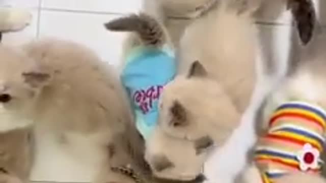You laugh πππ You Happy .πππAnimal funny cat video βΊοΈπππ