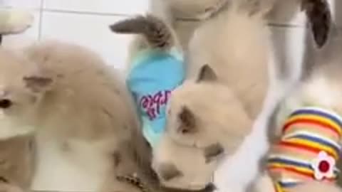 You laugh 😂😂😂 You Happy .😁😁😉Animal funny cat video ☺️😌😀😁