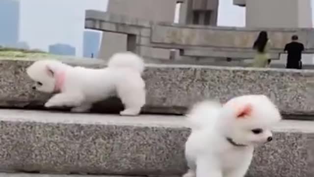 Cute And Funny Pomeranians Falling Moment | Smart Dog | Lovely Pet