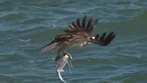 Crazy Osprey grabs huge catfish ,#and almost gets ,#dragged under. #bird .