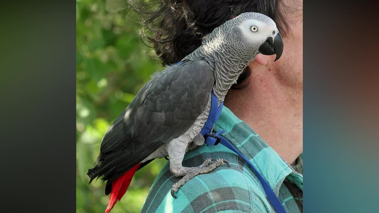 Parrots In The World