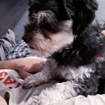 MY DOG IS EATING TOO MUCH😂🐽🐷🐶