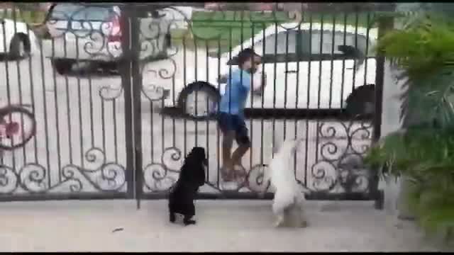 Dog comedy video😀😀😀