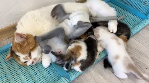 Baby monkey Susie thinks she is adopted kitten of mom cat