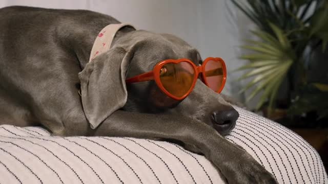 Close Up Video of a Dog Wearing Sun Glasses