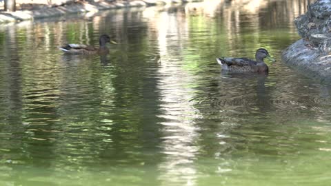 CatTV: Take your Cat to San Diego Safari Park - Duck Pond