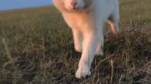 He looks a lot like a prairie hunter