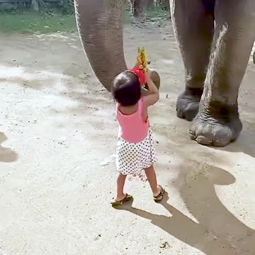 Baby girl loves elephant and elephant loves baby girl