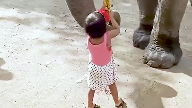 Baby girl loves elephant and elephant loves baby girl