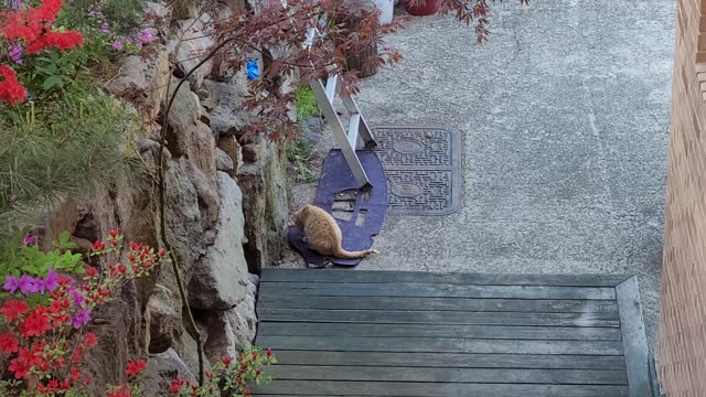 The cat keeps trying to catch something