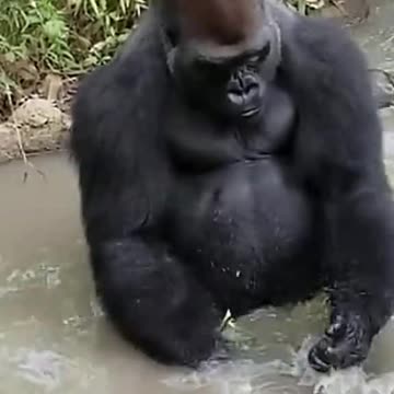 Funny Monkeys make me Happy