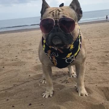 Forget baywatch this is barkwatch