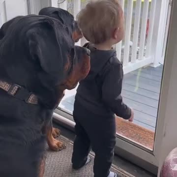 The best dogs video...!!