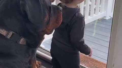 The best dogs video...!!