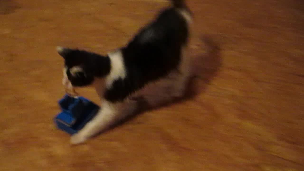 Cat drags toy across the room