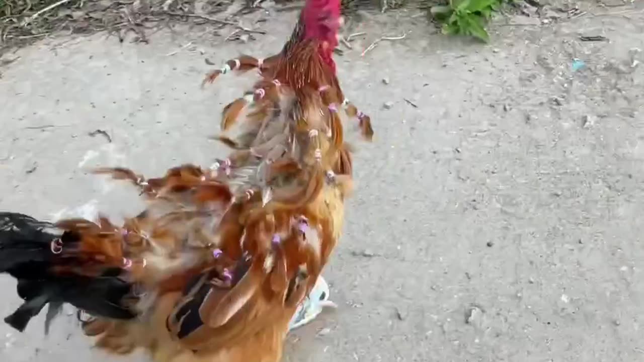 Viral hen