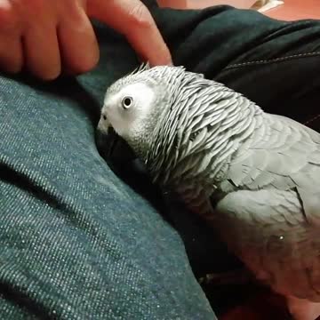 Kawaii african grey