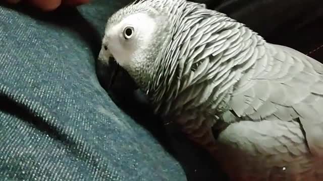 Kawaii african grey