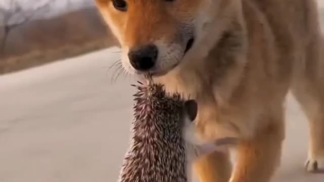 Dog and squirrel funny video