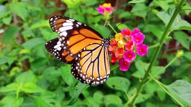 butterfly having fun