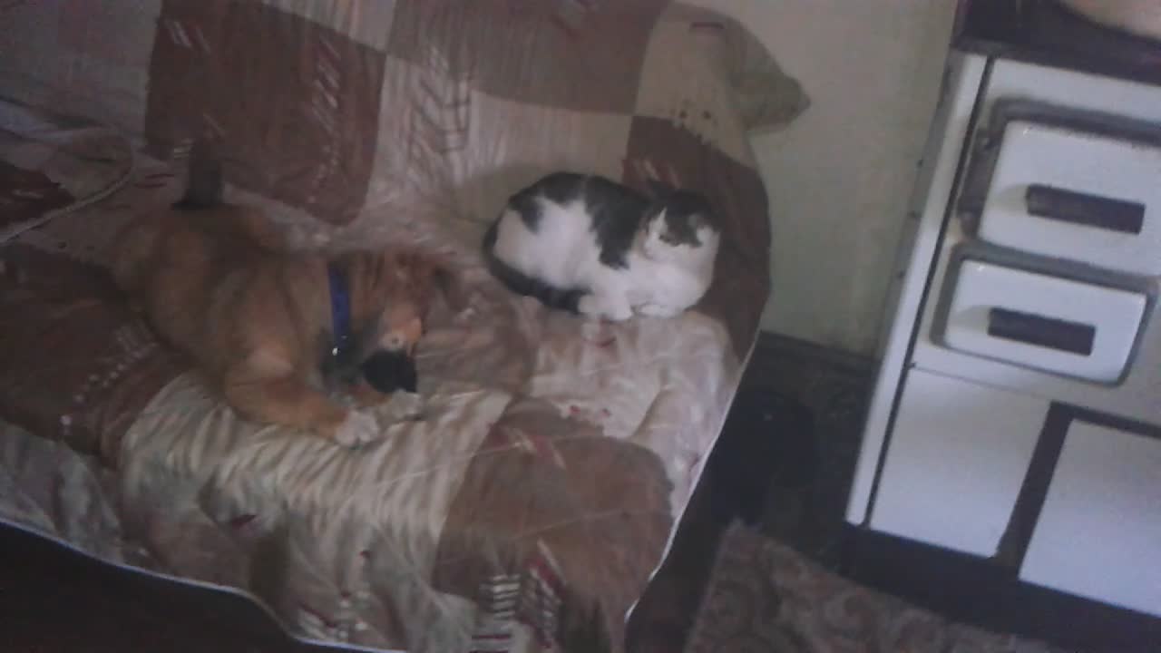 Dog love cat