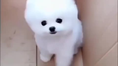 Puppy Dog ।। So Cute Puppy