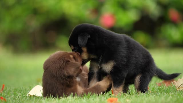 2 puppies having fun