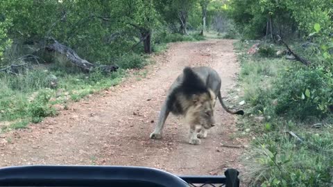 Close encounter. Male Lions