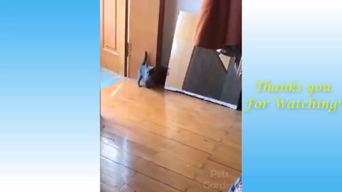 Funny and Cute Cat's Life