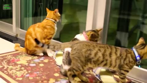 Funny Cats And Kittens Meowing Clips