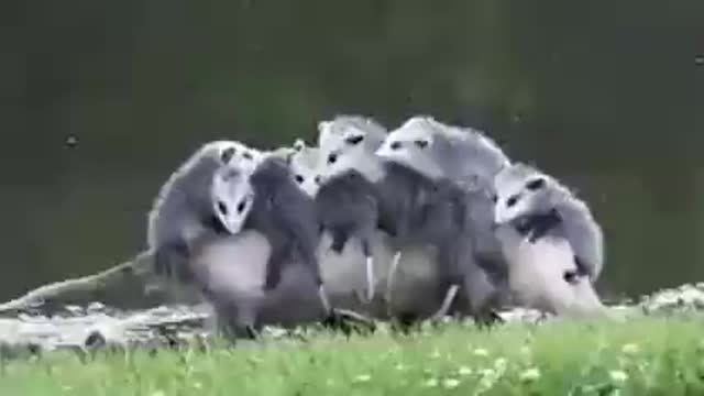 Possum Momma Carrying Children