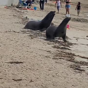 A sea lion came to the beach to eat