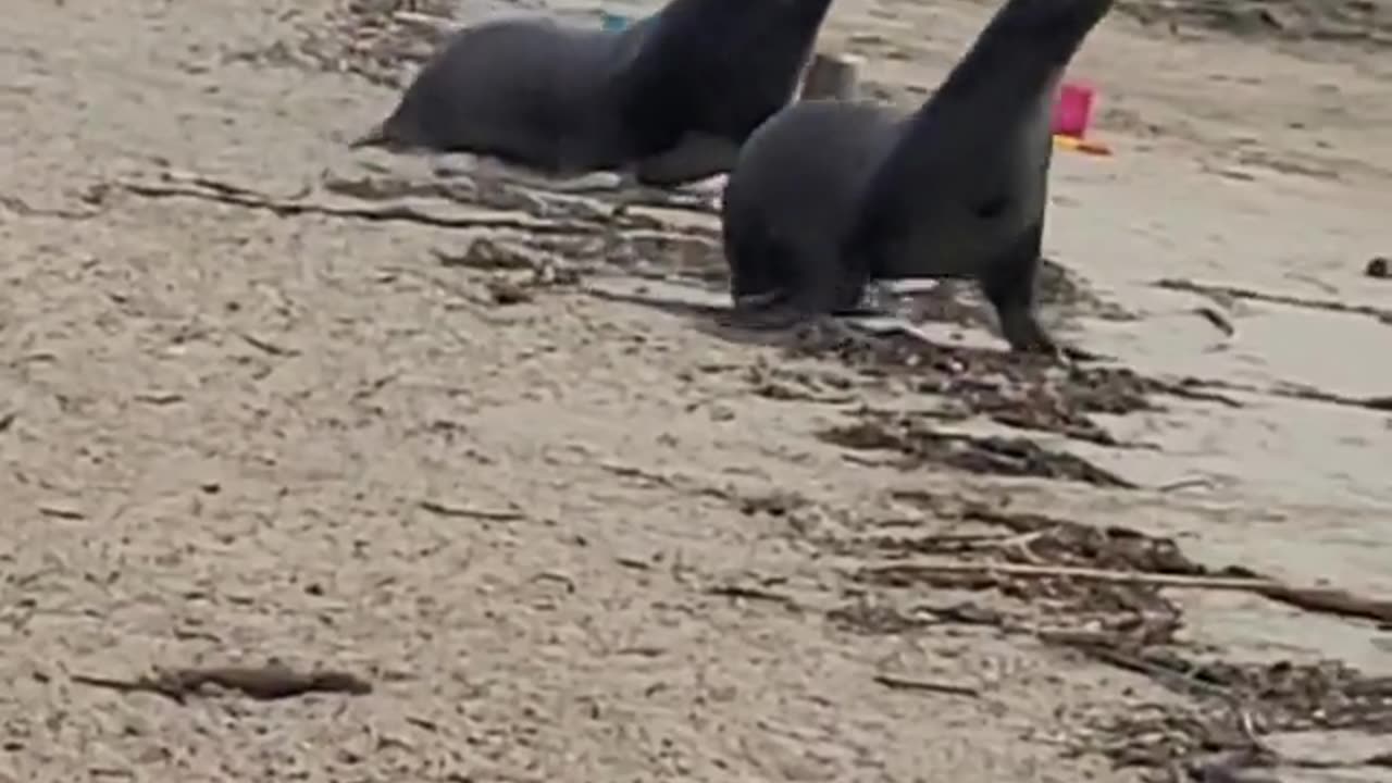 A sea lion came to the beach to eat