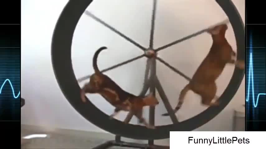 Cat Dancing Exercise - So Funny..