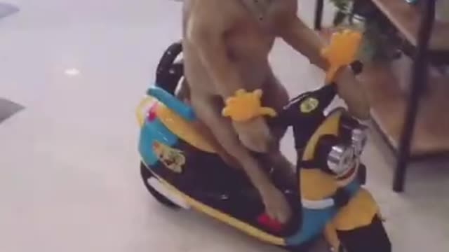 Funny Dog Video To Make You Laugh