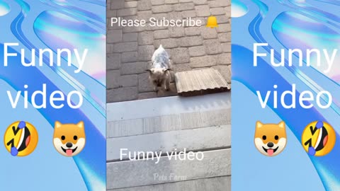 FUNNY ANIMAL VIDEOS