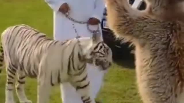 Amazing Animal Videos | White Tiger with Master & Bear drinking with Milk bottle | #shorts