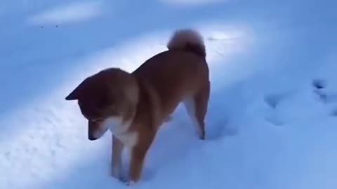 cute dog fun and enjoy snow